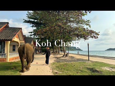 象島🇹🇭泰國volg#2 ｜度假天堂 #跳島浮潛 #叢林飛躍  #海邊幫大象洗澡 🤿🌴🐘 島上行程滿滿✨ 火舞餐廳當然也不能錯過🔥