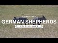 GERMAN SHEPHERDS HERDING