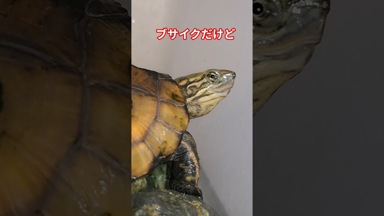 好きなタイプは？🐢#short#亀#ウンキュウ#かめ#ペット#可愛い#流行る#バズる#ウケる#面白い#ショート #ショート動画 #turtle #爬虫類#好き#タイプ#爆笑#歌#すごい #動物#動画