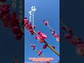 Plum Blossom Welcome Spring!!