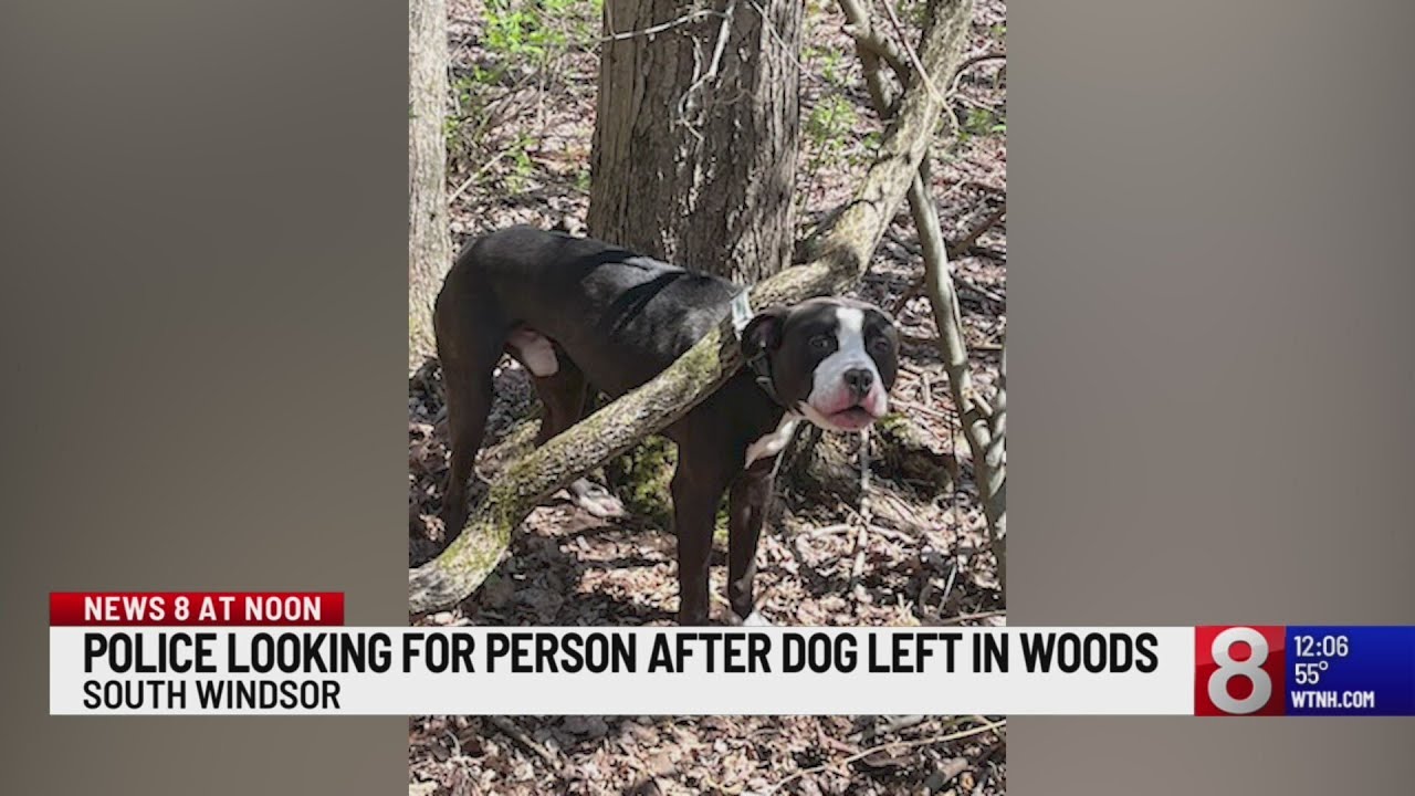 Police investigating after dog found tied to tree by collar in South ...
