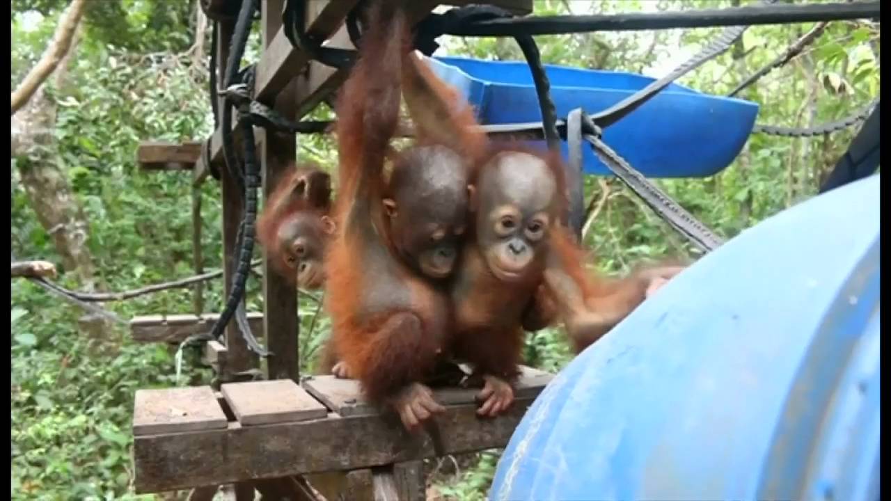 オランウータンの 森の学校 Youtube