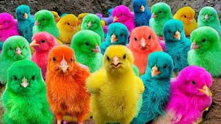 World Cute Chickens, Colorful Chickens, Rainbows Chickens, Cute Ducks, Cat, Rabbits,Cute Animals🐤🐤🦆🐟