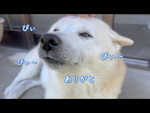 しば犬です。私の汗と涙が染み付いています。 しば犬です。私の汗と涙が染み付いています。 A dog that can't