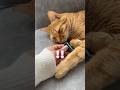 ピンマイクで猫の音を聞いてみたら予想外の結果に【とらまる】