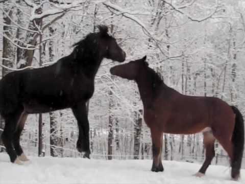 funny-horses-playfight-&-yawn-in-snowstorm!