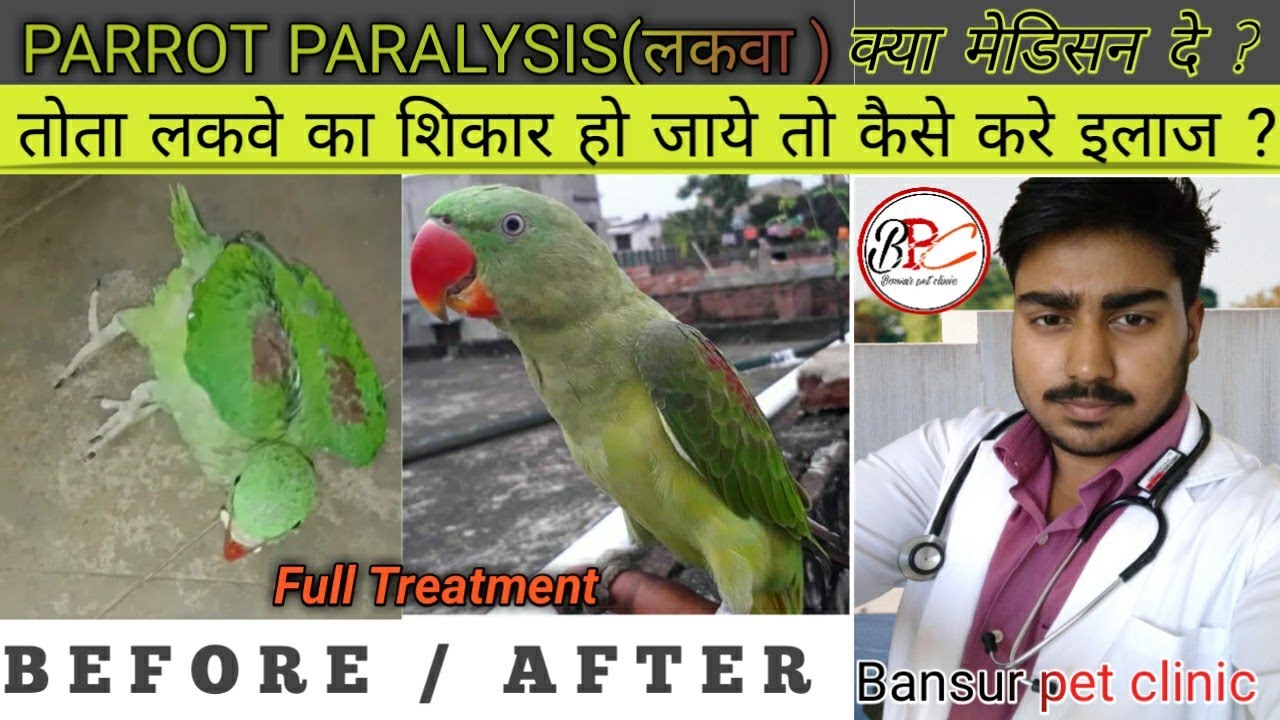 Parrot Paralysis symptom or Treatment Tota ko lakwa ho jaye to kaise ilaj kare ? in Hindi