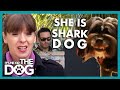 How to Stop your Dog from Attacking &amp; Biting Guests! | It&#39;s Me or the Dog