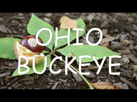 Video: Pokok Ohio Buckeye Di Landskap - Cara Menanam Pokok Buckeye