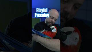 Playfully Preening Parrot Pinfeathers Playfully Preening Parrot Pinfeathers