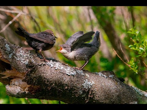 Оляпки / White-throated dipper