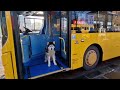 Husky Gets A Private Bus Tour of Liverpool