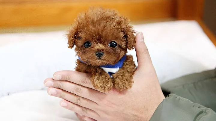THE CUTEST AND SMALLEST DOG BREEDS - DayDayNews