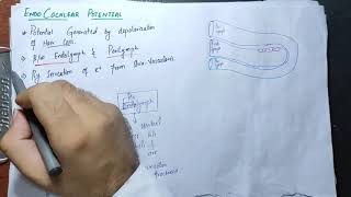 #guyton chapter 53 part 4,Endocochlear potential, perilymph, ndolymph#specialsenses,sense of hearing