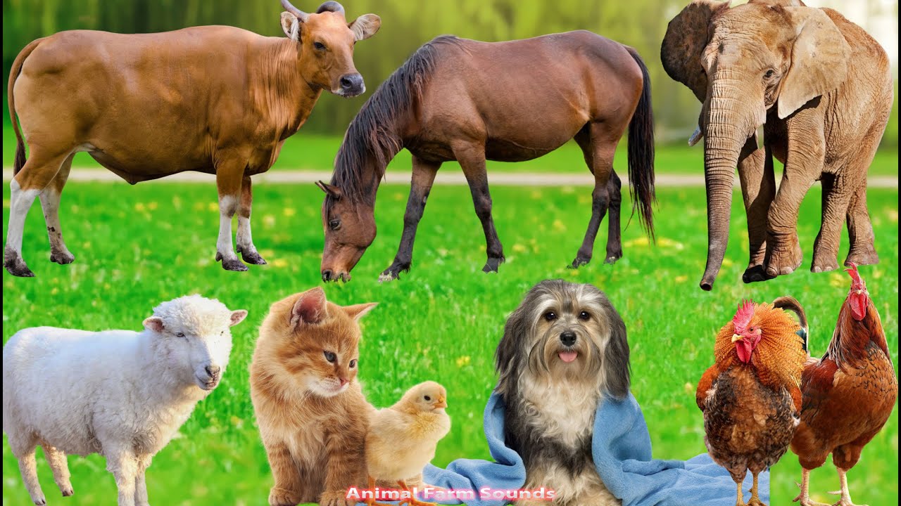 Cute Animal Sounds Compilation: Cat, Chicken, Dog, Sheep, Horse, Cow ...