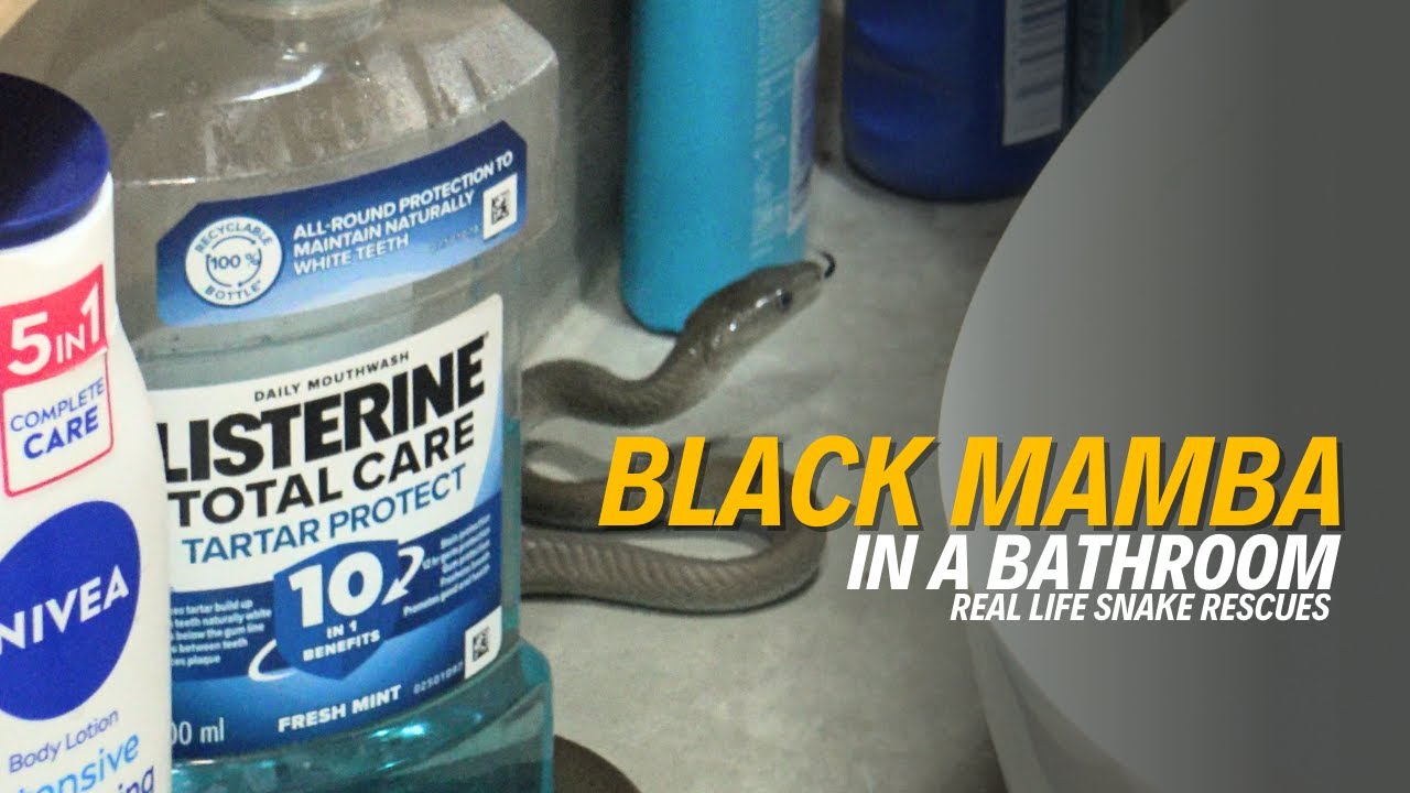 Черная мамба в ванной | ловля самых ядовитых змей Африки