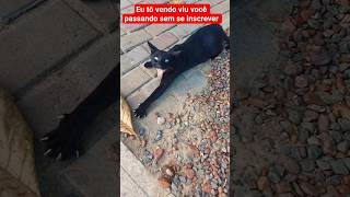 03/05/2026 #gate #gatto #gatitos #filhotesdegatos #filhotesfofo #filhotes #viralvideo #viral #memes