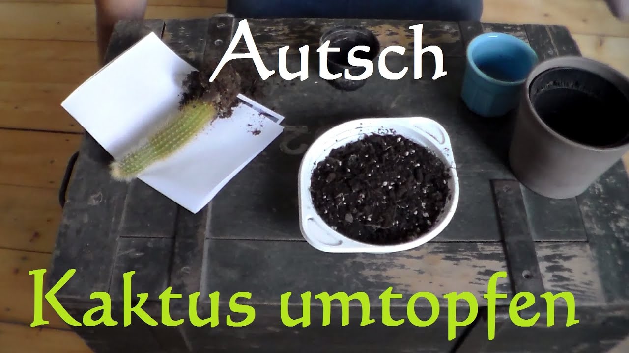 monstera temperatur nachts Tipps zur Pflege deiner Pflanze : Monstera deliciosa  PflanzenFuerAlle