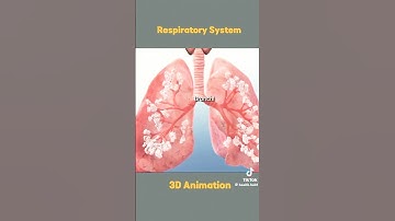 Respiratory System: A 3D Animation #shorts #respiration #3danimation #mbbs #lungs #nursing #hd