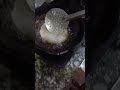 LPG ka matlab
