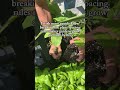 Nature doesn’t grow in rows! It’s packed full of diverse plants just like my garden#garden #plants