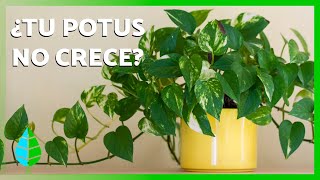 Cómo Cuidar Tu Potus Para Que Crezca Rápido Y Tenga Hojas Sanas Trucos Y Consejos