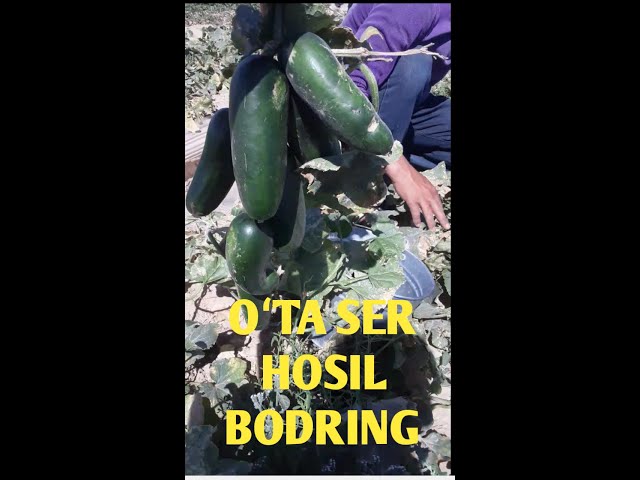 Sochli uy bekalari porno