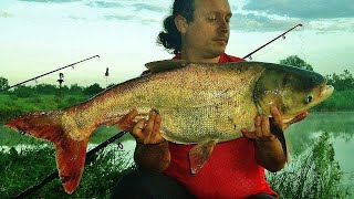 картинка: Риболов на Толстолоб ,,Кайлъка,, Плевен-България