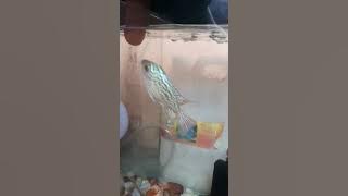 #flowerhorn #fish #baby #kamfa #flowerhorn #reels #story #shorts #video #viral