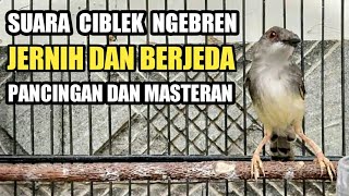 SUARA MASTERAN DAN PANCINGAN CIBLEK DAN CIGUN NGEBREN JERNIH DAN BERJEDA #CIBLEK #KICAUMANIA