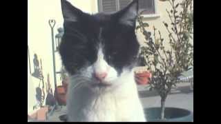 For Los Angeles Feral Cat Caregivers by FixNationClinic 622 views 12 years ago 6 minutes, 6 seconds