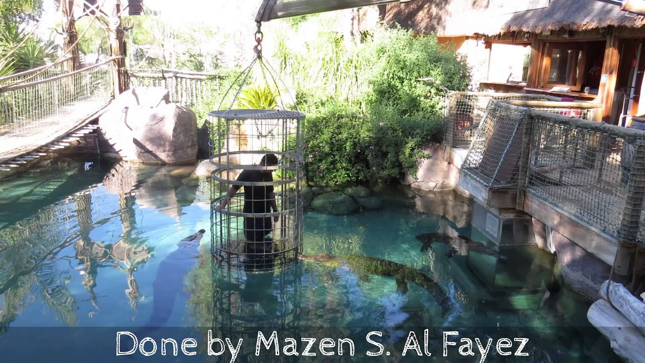 Swimming with crocodiles in cage at South Africa YouTube