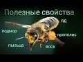 Полезные свойства прополиса, воска, пыльцы, подмора, яда