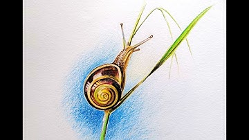 Snail Drawing || Using Colour Pencils ll Colour pencil drawing