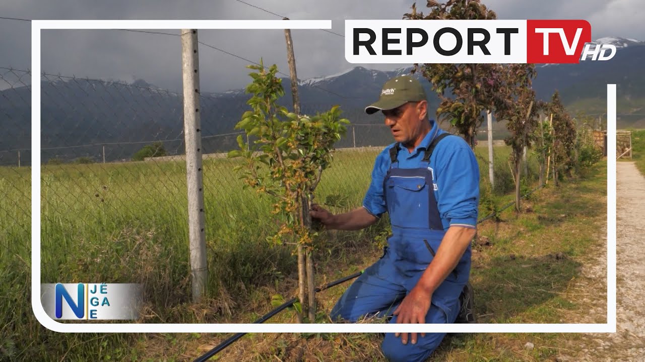 Një nga ne- Kultivoi 18 fruta të padëgjuara më parë, fermerit i ndodh e papritura: E mbulojnë bletët