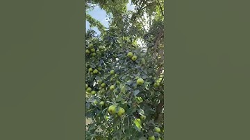 Yummy Pear Tree! Too many Fruits! #shorts #shortvideo #viral