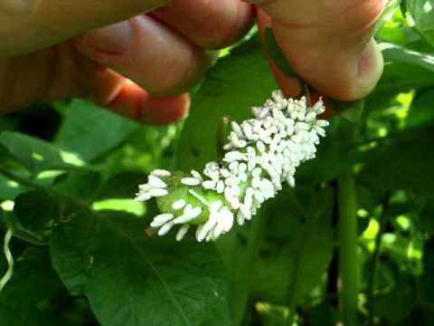 Tomato Hornworm covered with white cocoons of Braconid Wasp