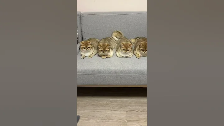 【牛奶是只猫】要不要告诉小老三其实她的是材料不够了！用边角料做的😂#万物皆可冰墩墩 #金渐层 #猫咪 - 天天要闻