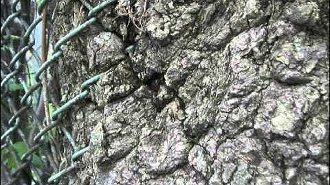 Fence Overgrown by Tree