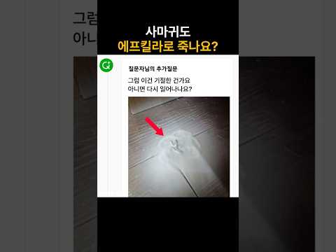 <strong>사마귀</strong> 에프킬라로 죽나요?🧯💨