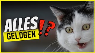 11 Lügen über Katzen, die jeder für wahr hält!