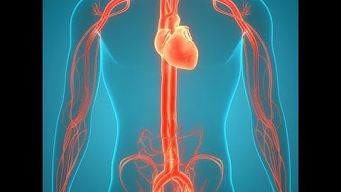 Above & Below Diaphragm Catheterization | Aortogram with runoff| 1st 2nd 3rd Order | Vascular Family