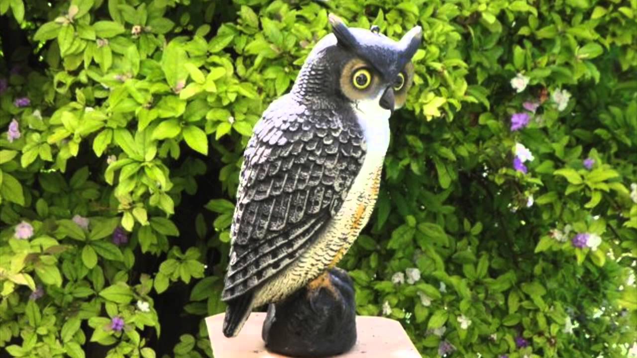 Vertebrate Pest Management YouTube