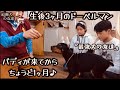 ドーベルマンが家族になって1ヶ月☆ワンワン日記♪ 『最強犬の友達』
