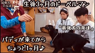 ドーベルマンが家族になって1ヶ月☆ワンワン日記♪ 『最強犬の友達』
