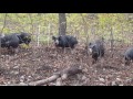 Pastured pork in Indiana woods