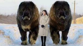 Top 10 Largest Dog Breeds by Dog Trender 561 views 3 years ago 2 minutes, 33 seconds