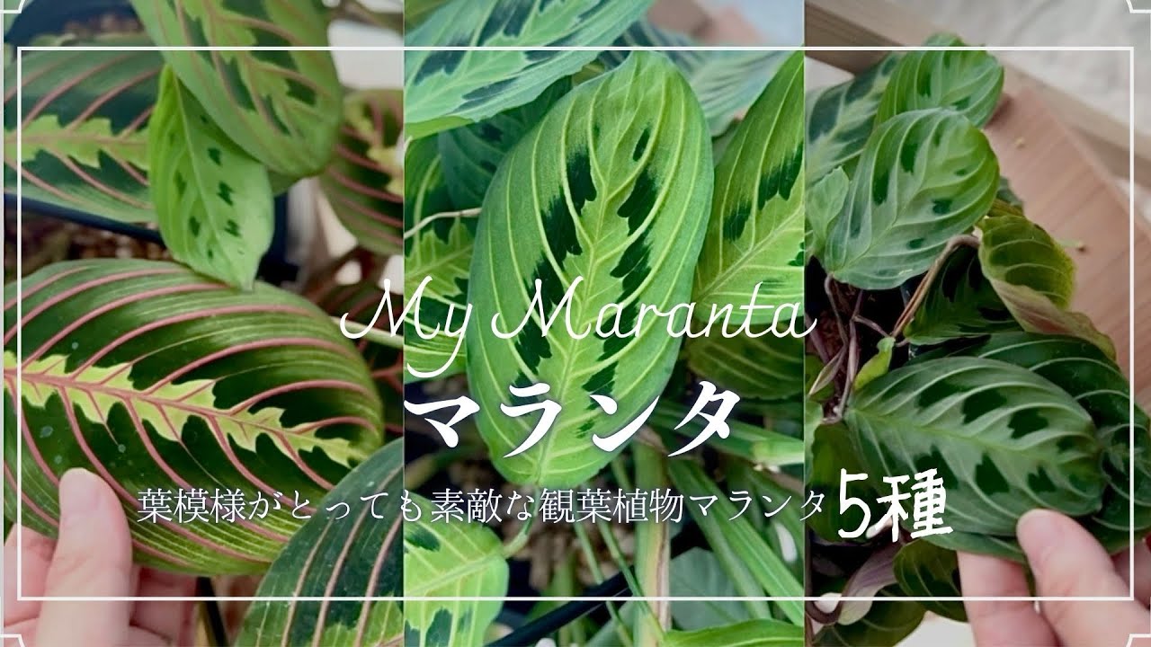 【マランタ】葉模様が綺麗なマランタと増やし方の紹介🌱高芽が出たカラテアの増やし方にも使えます！