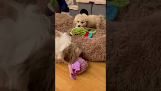 Why 2 Dogs Need 2 Toys [Shih Tzu Yoshi & Toy Poodle Kiku]