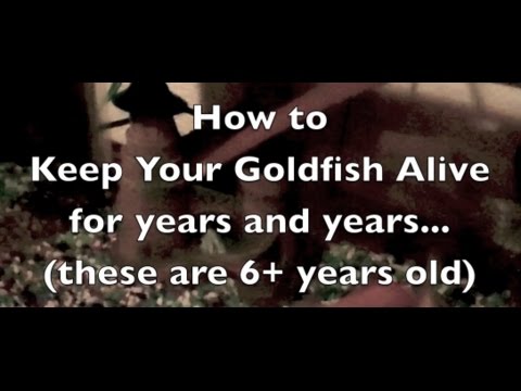 How to keep your Goldfish alive for years